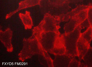 Immunocytochemical labeling of FXYD5 in paraformaldehyde fixed human MDA-MB-231 cells. The cells were labeled with mouse monoclonal FXYD5 (FM0291). The antibody was detected using goat anti-mouse Ig DyLight® 594.