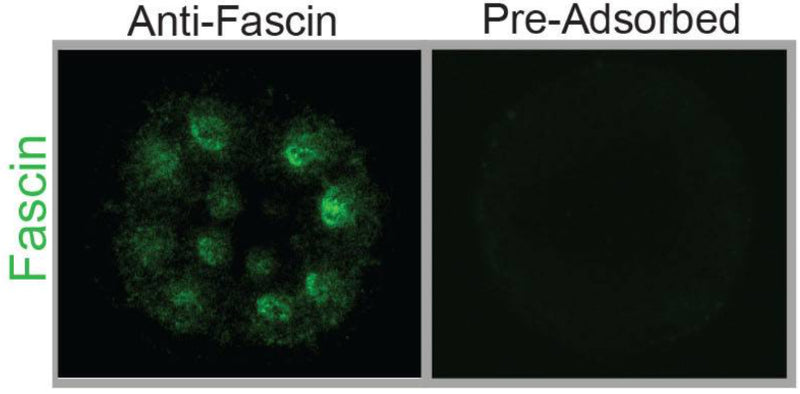Embryos were immunolabeled with Fascin antibodies (cat. FM2651, 1:100) pre-adsorbed with lysate from bacteria expressing HA-tagged Fascin or human Rab35-GST. Embryos immunolabeled with pre-adsorbed Fascin antibodies have decreased Fascin (shown in green) compared to embryos immunolabeled with non-pre-adsorbed Fascin antibody. Image from publication CC-BY-4.0. PMID: 37033709