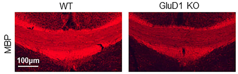 Representative images passing through corpus callosum showing MBP (cat. MBP 1:250; red) immunoreactivity in wildtype and GluD1 KO mice. A significant reduction in MBP staining was observed in GluD1 KO mice compared to wildtype following cuprizone treatmentImmunostaining in mouse corpus callosum in wild type and GluD1 knockouts labeling MBP. Image from publication CC-BY-4.0. PMID:37983226