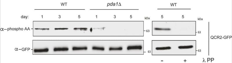 WT (PKY2255) and pda1Δ (PKY2256) cells expressing Qcr2-GFP were grown in SL medium for the indicated amounts of time, and protein extracts were generated and immunoprecipitated with α-GFP antibody. The immunoprecipitates were then probed with α- phosphoamino acid antibody (cat. PM3801, top panel) and α-GFP antibody (bottom panel). Right panel: day 5 samples were treated overnight with lambda phosphatase or mock-treated. Image from publication CC-BY-4.0. PMID: 37454238
