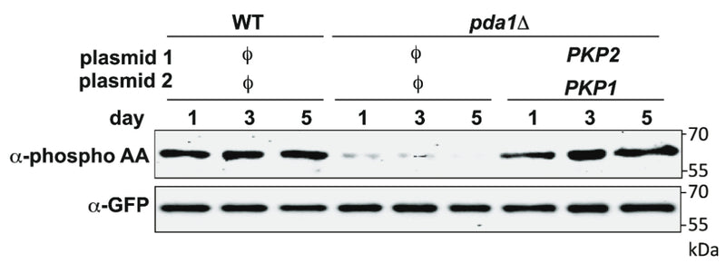 WT (PKY1089) and pda1Δ (PKY1093) cells expressing Mdh1-GFP, as well as the indicated plasmids, were grown in SL medium for the indicated amounts of time, and protein extracts were generated and immunoprecipitated with α-GFP antibody. Phosphorylation of Mdh1-GFP was detected using α-phosphoamino acid antibody (cat. PM3801), and total GFP signal in the immunoprecipitate was observed by immunoblotting with the α-GFP antibody. ϕ denotes an empty vector Image from publication CC-BY-4.0. PMID: 37454238