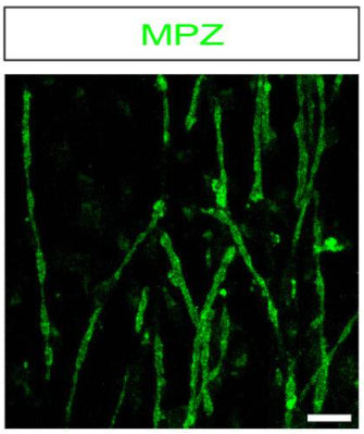 Confocal image of MPZ (cat. PZO, 1:500; green)-labelled myelinating mouse Schwann cells (SCs). Image from publication CC-BY-4.0. PMID:37642648