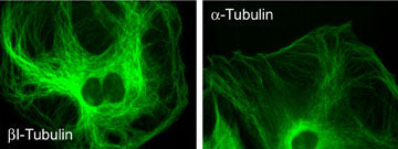 Immunocytochemical labeling of α- and βI-Tubulin in rat A7r5 cells. The cells were labeled with anti-βI-Tubulin (TM1541) (left) and anti-α-tubulin (TM4111) (right). The antibodies were detected using Goat anti-Mouse conjugated to DyLight® 488.
