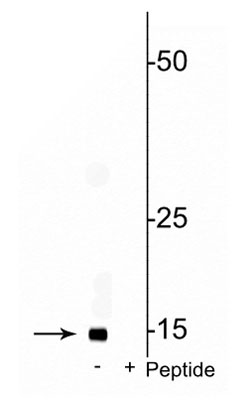 Western blot of rat mitochondrial lysate showing specific immunolabeling of the ~17 kDa COXIV phosphorylated at Ser58 in the first lane (-). Phosphospecificity is shown in the second lane (+) where immunolabeling is blocked by preadsorption of the phosphopeptide used as the antigen, but not by the corresponding non-phosphopeptide (not shown).