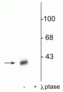 Western blot of rat striatal lysate showing specific immunolabeling of the ~32 kDa DARPP-32 phosphorylated at Thr34 in the first lane (-). Phosphospecificity is shown in the second lane (+) where immunolabeling is completely eliminated by blot treatment with lambda phosphatase (λ-Ptase, 1200 units for 30 min). 