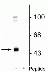 Western blot of rat cortical lysate showing specific immunolabeling of the ~45 kDa GABAA γ2 protein phosphorylated at Ser327 in the first lane (-). Phosphospecificity is shown in the second lane (+) where immunolabeling is blocked by preadsorption of the phosphopeptide used as the antigen, but not by the corresponding non-phosphopeptide (not shown).
