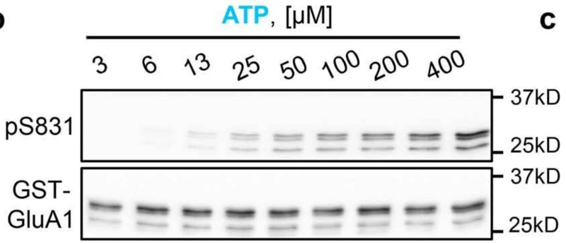 Representative Immunoblots and quantification of in vitro kinase reactions at 30 °C with increasing ATP concentration measuring purified CaMKIIα phosphorylation of GST-GluA1 S831 (cat. p1160-831, 1:2000). Image from publication CC-BY-4.0. PMID: 37648853