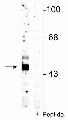 Western blot of rat cortical lysate showing specific immunolabeling of the ~46 kDa GSK3β protein phosphorylated at Ser9 in the first lane (-). Phosphospecificity is shown in the second lane (+) where immunolabeling is blocked by preadsorption of the phosphopeptide used as the antigen, but not by the corresponding non-phosphopeptide (not shown).