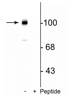 Western blot of mouse brain lysate showing the specific immunolabeling of the ~102 kDa mGluR7 protein phosphorylated at Ser862 in the first lane (-). Phosphospecificity is shown in the second lane (+) where immunolabeling is blocked by preadsorption of the phosphopeptide used as the antigen, but not by the corresponding non-phosphopeptide (not shown).