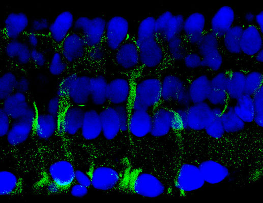 Immunostaining of salamander retina showing labeling of 14-3-3 protein when phosphorylated at Ser58(cat. p1433-58, green 1:500) in Müller glial cells. The blue is staining DNA. Photo courtesy of Alex Vila, University of Texas at Houston.