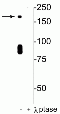 Western blot of rat hippocampal lysate showing specific immunolabeling of the ~180 kDa NR2B subunit of the NMDAR phosphorylated at in the first lane (-). Phosphospecificity is shown in the second lane (+) where immunolabeling is completely eliminated by blot treatment with lambda phosphatase (λ-Ptase, 1200 units for 30 min). 