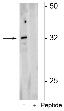 Western blot of rat neonatal brain lysate showing specific immunolabeling of the ~32 kDa form of the Olig2 protein phosphorylated at Ser10,13,14 in the first lane (-). Phosphospecificity is shown in the second lane (+) where Immunolabeling is blocked by the phosphopeptide used as the antigen but not by the corresponding non-phosphopeptide (not shown). 
