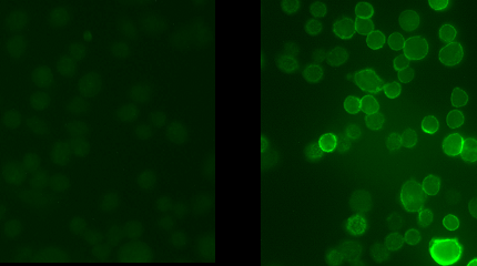 Immunostaining of Chinese Hamster Overy (CHO) cells stably transfected with KV3.1b gene with the phospho-Ser503 Kv3.1 subunit antibody (cat.  p1550-503, green, 1:400). The image on the right shows cells that have been treated with the protein kinase C activator PMA (500nM) while the control cells are on the left. 