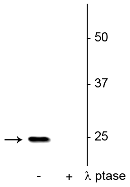 Western blot of rat hippocampal lysate showing specific immunolabeling of the ~25 kDa SNAP25 phosphorylated at Ser187 in the first lane (-). Phosphospecificity is shown in the second lane (+) where the immunolabeling is completely eliminated by lysate treatment with lambda phosphatase (λ-Ptase , 400 units/100ul lysate for 30 minutes, RT). 