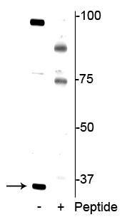 Western blot of jurkat cell lysate showing specific immunolabeling of the ~34 kDa REDD1 protein phosphorylated at Thr23/25 in the first lane (-). Phosphospecificity is shown in the second lane (+) where Immunolabeling is blocked by the phosphopeptide used as antigen but not by the corresponding non-phosphopeptide (not shown). 