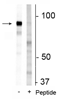 Western blot of 3T3 cell lysate showing specific immunolabeling of the ~83 kDa FAM129B protein phosphorylated at Ser679/683 in the first lane (-). Phosphospecificity is shown in the second lane (+) where immunolabeling is blocked by preadsorption of the phosphopeptide used as the antigen, but not by the corresponding non-phosphopeptide (not shown). 