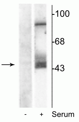 Western Blot of NIH 3T3 cell lysates showing specific immunolabeling of the ~45 kDa MEK 1/2 protein phosphorylated at Ser218 and Ser222. The cells were either serum starved (-) or incubated in the presence of serum (+). Immunolabeling of an additional band at ~95 kDa was also observed.