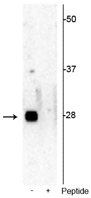 Western blot of Jurkat cell lysate showing specific immunolabeling of the ~28 kDa rpS6 phosphorylated at Ser244 in the first lane (-). Phosphospecificity is shown in the second lane (+) where immunolabeling is blocked by preadsorption of the phosphopeptide used as antigen, but not by the corresponding non-phosphopeptide (not shown). 