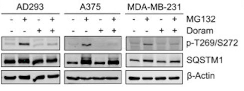 AD293, A375 and MDA-MB-231 cells were treated with DMSO (control), or MG132 (2 μM), and Doramapimod (50 μM), alone or in combination for 14 h. The whole-cell lysates were subjected to western blot analysis with indicated antibodies. Image from publication CC-BY-4.0. PMID: 35840557