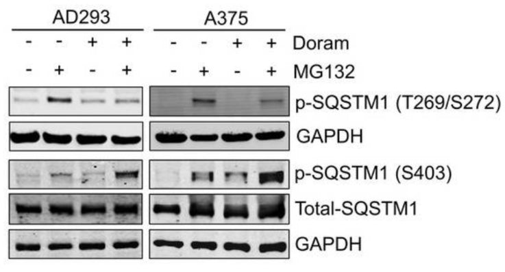 AD293 cells and A375 cells were treated with MG132 (2 μM), and Doramapimod (50 μM), alone or in combination for 14 h. The whole-cell lysates were subjected to western blot analysis with total-SQSTM1, SQSTM1 S403, SQSTM1 T269/S272 (cat. p196-269, 1:1000), and GAPDH. Image from publication CC-BY-4.0. PMID: 37872526.