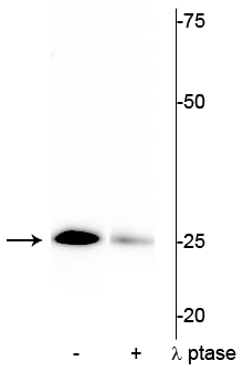 Western blot of mouse heart lysate showing specific immunolabeling of the ~25 kDa cardiac troponin I protein phosphorylated at Ser43 in the first lane (-). Phosphospecificity is shown in the second lane (+) where the immunolabeling is greatly decreased by blot treatment with lambda phosphatase (λ-Ptase, 1200 units for 30 minutes). 