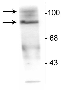 Western blot of T47D cell lysate prepared from cells that had been incubated in the presence of the synthetic progestin agonist R5020 (500 nM) showing specific immunolabeling of the ~90 kDa PR-A isoform and the ~120 kDa PR-B isoform of the progesterone receptor phosphorylated at Ser190. The immunolabeling is specifically blocked by the phosphopeptide used as the antigen (not shown). 