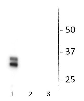 Western blot of connexin35/36 fusion proteins showing specific immunolabeling of the ~35 kDa connexin-35/36 phosphorylated at Ser276. The first lane (1) is PKA phosphorylated protein purified from the C-Terminal domain. The second lane (2) shows phosphospecificity indicated by no labeling in protein without PKA stimulation. The third lane (3) is protein purified from the intracellular loop, demonstrating that there is no cross-reactivity with the other major PKA phosphorylation site at Ser110.