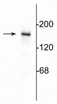 Western blot of 10 µg of rat hippocampal lysate showing specific immunolabeling of the ~180 kDa NR2B subunit of the NMDA receptor.