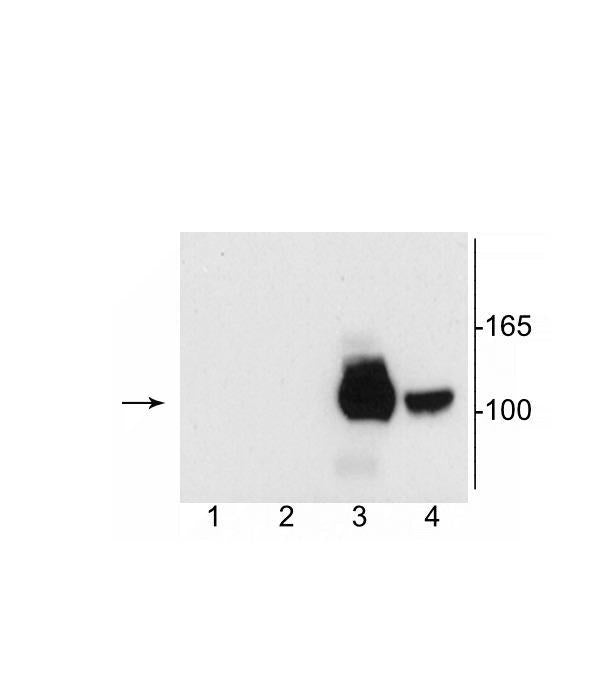 Western blot of 10 µg of HEK 293 cells specific immunolabeling of the ~120 kDa NR1 subunit of the NMDA receptor containing the C2’ splice variant insert (lanes 3 and 4). 1) No NR1 expression; 2) NR1 subunit containing only the C2 Insert; 3) NR1 subunit containing the C1 and C2' Insert; 4) NR1 subunit containing the N1 and C2' Insert.