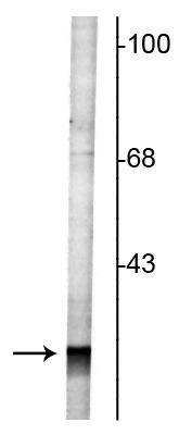 Western blot of rat cortical lysate showing specific labeling of the ~27 kDa Rab3 protein.
