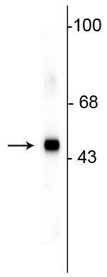 Western blot of HeLa lysate showing specific immunolabeling of the ~49 kDa SAP49 protein.