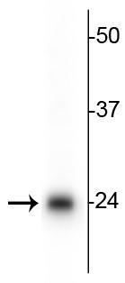 Western blot of HeLa lysate showing specific immunolabeling of the ~24 kDa TFAM protein. 