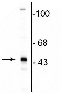 Western blot of rat brain lysate showing the specific immunolabeling of the ~46 kDa CNP protein.