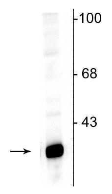 Western blot of rat hippocampal lysate showing specific immunolabeling of the ~32 kDa DARPP protein.