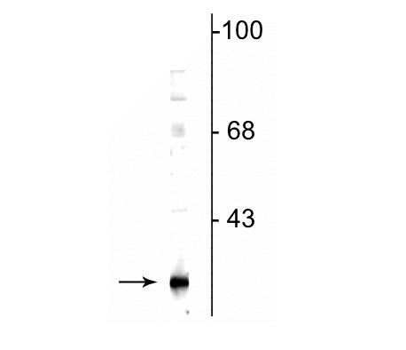 Western blot of mouse adipose tissue lysate showing specific immunolabeling of the ~25 kDa DsbA-L protein. 