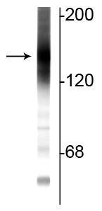 Western blot of rat cortical lysate showing specific immunolabeling of the ~160 kDa adenylate cyclase III protein.