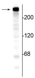Western blot of mouse brain lysate showing specific immunolabeling of the ~240 kDa alpha II spectrin protein.
