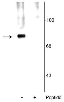 Western blot of rat cortical lysate showing specific labeling of the ~78 kDa synapsin protein phosphorylated at Ser62,67 in the first lane (-). Phosphospecificity is shown in the second lane (+) where immunolabeling is blocked by preadsorption with the phosphopeptide used as antigen, but not by the corresponding non-phosphopeptide (not shown).