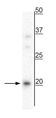 Western blot of mouse whole brain lysate showing specific immunolabeling of the ~20 kDa uncleaved pre-pro vasopressin protein.