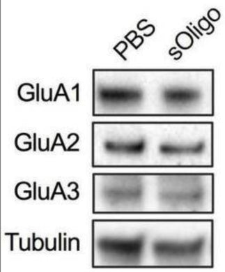 Primary cultures of rat hippocampal neurons were treated at DIV9 with either 2 μg/μl sOligo or PBS and analyses were performed at DIV16. Post-synaptic levels of GluA1, GluA2 (cat. 75-002, 1:1000), and GluA3 were evaluated by Western blot in TIF from sOligo- or PBS-neurons. Image from publication CC-BY-4.0. PMID:37009450