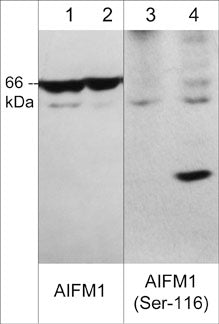 Western blot image of human jurkat cells untreated (lanes 1 & 3) or treated with calyculin A (100 nM, 30 min.) (lanes 2 and 4). The blot was probed with rabbit polyclonals anti-AIFM1 (C-terminal region) at 1:500 (lanes 1 & 2) and anti-AIFM1 (Ser-116) phospho-specific antibody at 1:1000 (lanes 3 & 4).