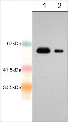 Western blot analysis of human recombinant AIM2 full length sequence with N-terminal GST tag (62 kDa). The blot was probed with rabbit polyclonal anti-AIM2 (N-terminal region) antibody at 1:250 (lane 1) and 1:1000 (lane 2).