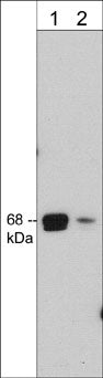 Western blot of human Jurkat cell lysate. The blot was probed with mouse monoclonal anti-A-Raf (N-terminal region) antibody at 1:500 (lane 1) and 1:2000 (lane 2).