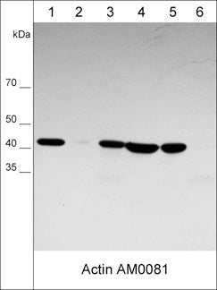 Western blot analysis of human HUVEC-CS (lane 1), rabbit spleen fibroblast (lane 2), human Jurkat (lane 3), human LNCaP (lane 4), human HeLa (lane 5), and mouse F9 (lane 6) cell lysates. The blot was probed with mouse monoclonal anti-β-Actin (AM0081) at 1:1000 (lanes 1-6).