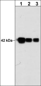 Western blot analysis of mouse C2C12 cells  probed with mouse monoclonal anti-Actin (C-terminal region) antibody at 1:1000 (lane 1), 1:2000 (lane 2), or 1:4000 (lane 3).