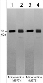 Western blot analysis of mouse white adipose tissue (lanes 1 & 3) and human recombinant full length adiponectin (lanes 2 & 4). The blot was probed with mouse monoclonals anti-Adiponectin (C-terminal) antibody M577  (lanes 1 & 2) or anti-Adiponectin (C-terminal) antibody M576  (lanes 3 & 4).