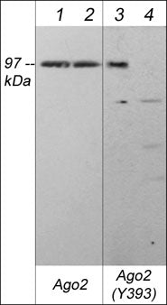 Western blot analysis of human A431 cells treated with EGF (100 ng/ml for 60 min.) (lanes 1-4). The blot was treated with lambda phosphatase (lanes 2 & 4) then probed with rat monoclonal anti-Ago2 (AM5271) (lanes 1 & 2) and rabbit polyclonal anti-Ago2 (Tyr-393) phospho-specific antibody (lanes 3 & 4).