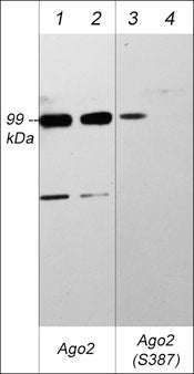 Western blot analysis of mouse recombinant Ago2 full length protein (lanes 1-4). The blot was treated with lambda phosphatase (lanes 2 & 4) then probed with rabbit polyclonal anti-Ago2 (AP5281) (lanes 1 & 2) and rabbit polyclonal anti-Ago2 (Ser-387) phospho-specific antibody (lanes 3 & 4).