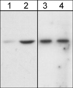 Western blot analysis of A431 cells untreated (lanes 1 & 3) or treated with 100 ng/ml EGF for 60 min. (lanes 2 & 4). The blots were probed with monoclonal anti-phospho-Akt (Ser-473) (lanes 1 & 2) and monoclonal anti-Akt1 (N-terminal region) (lanes 3 &4).