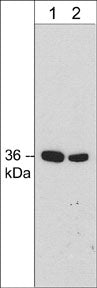 Western blot of rat PC12 cell lysate. The blot was probed with mouse monoclonal anti-Annexin A2 antibody at 1:250 (lane 1) or 1:1000 (lane 2).